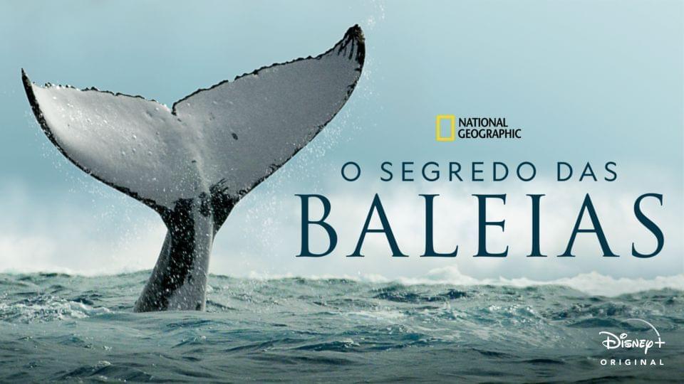 Capa do documentário O segredo das baleias